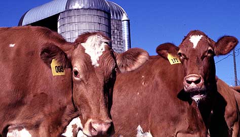 dairy